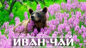 Иван-чай – исконно русский полезный напиток